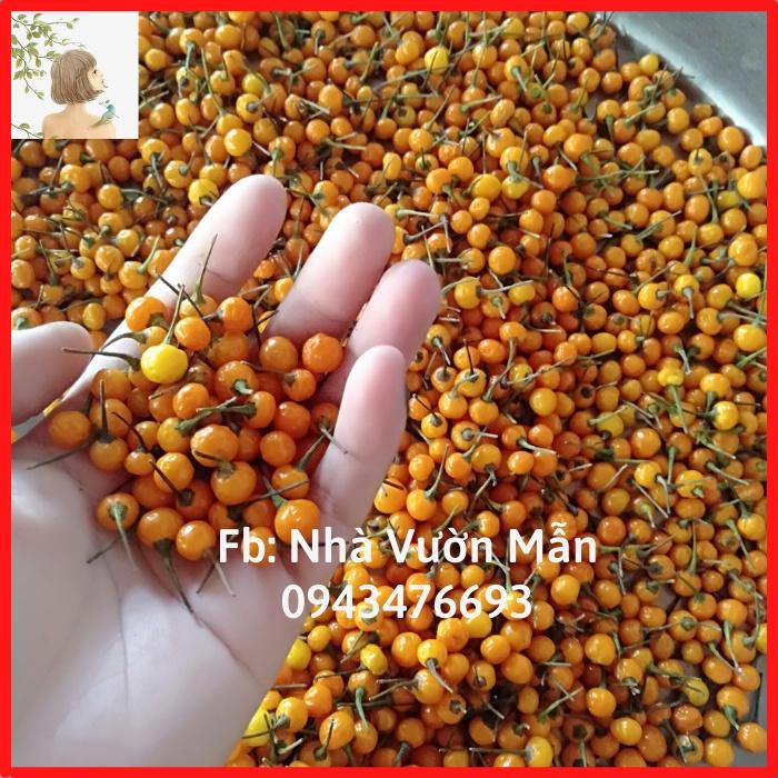 10 Trái(+tặng thêm 3 trái) Ớt Mắc Nhất Thế Giới Aji Charapita 570tr/kg Loại Ớt Ngon Và Đắt Nhất Thế Giới