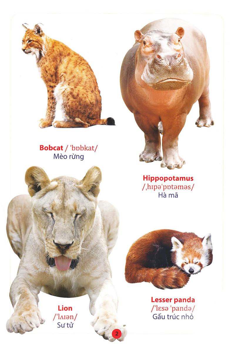 Từ Điển Anh - Việt Bằng Hình: Động Vật (Dành Cho Trẻ Từ 2 - 6 Tuổi)