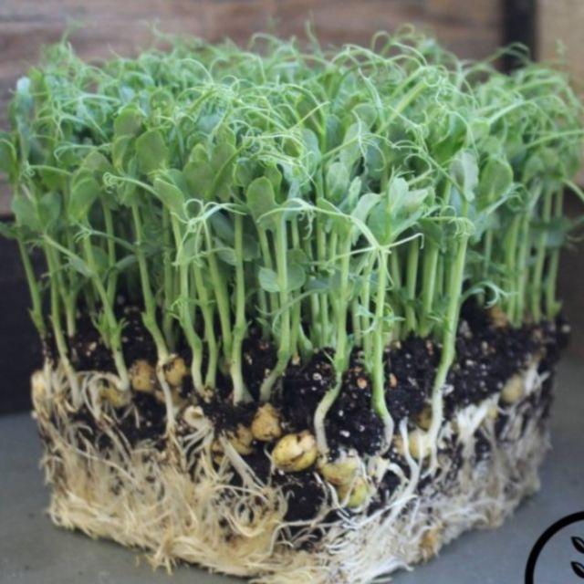 Hạt Giống Mầm Đậu Hà Lan - 1 gói 50 gram