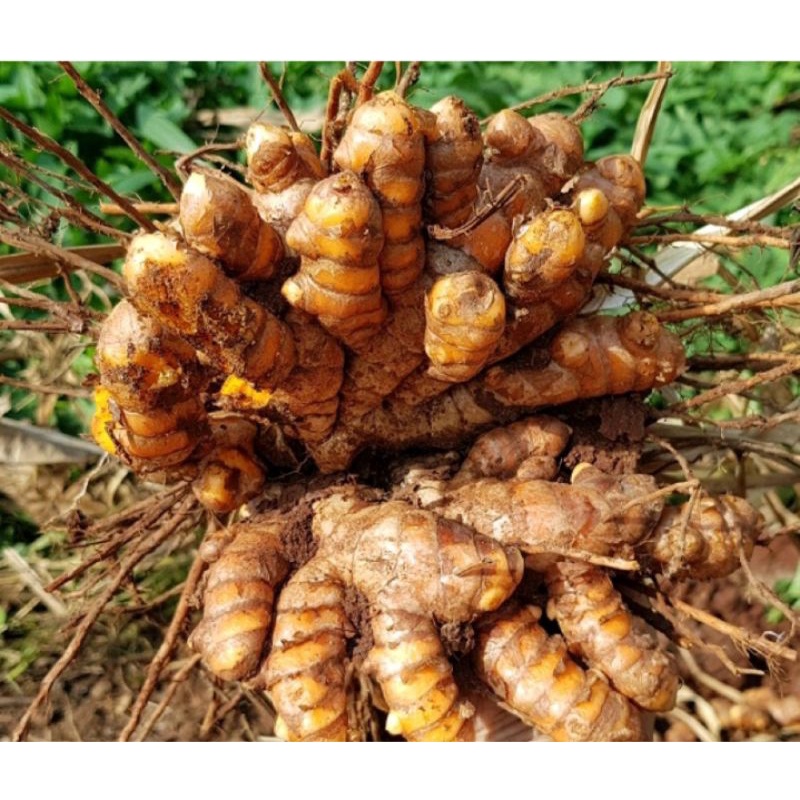 Củ Nghệ Vàng Tươi 1kg
