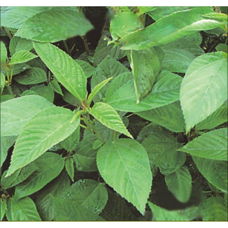 Hạt giống rau đay xanh cao sản - 1 gói 20 gram