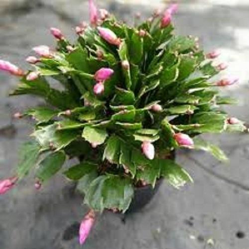 Chậu Lan CÀNG CUA HỒNG , chậu lớn, hoa đang nở siêu đẹp