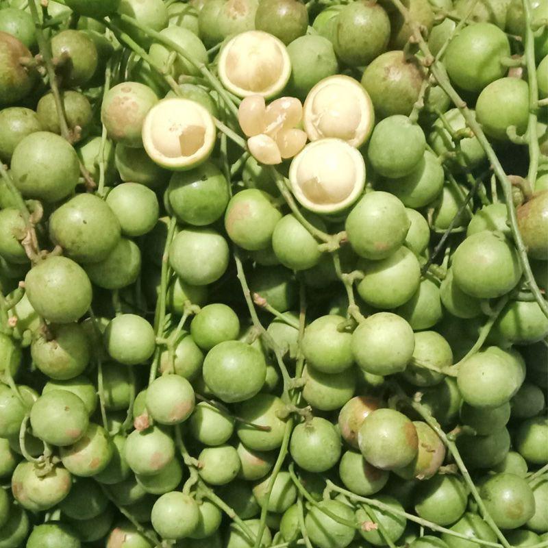 Cây giống Dâu Da Xanh .