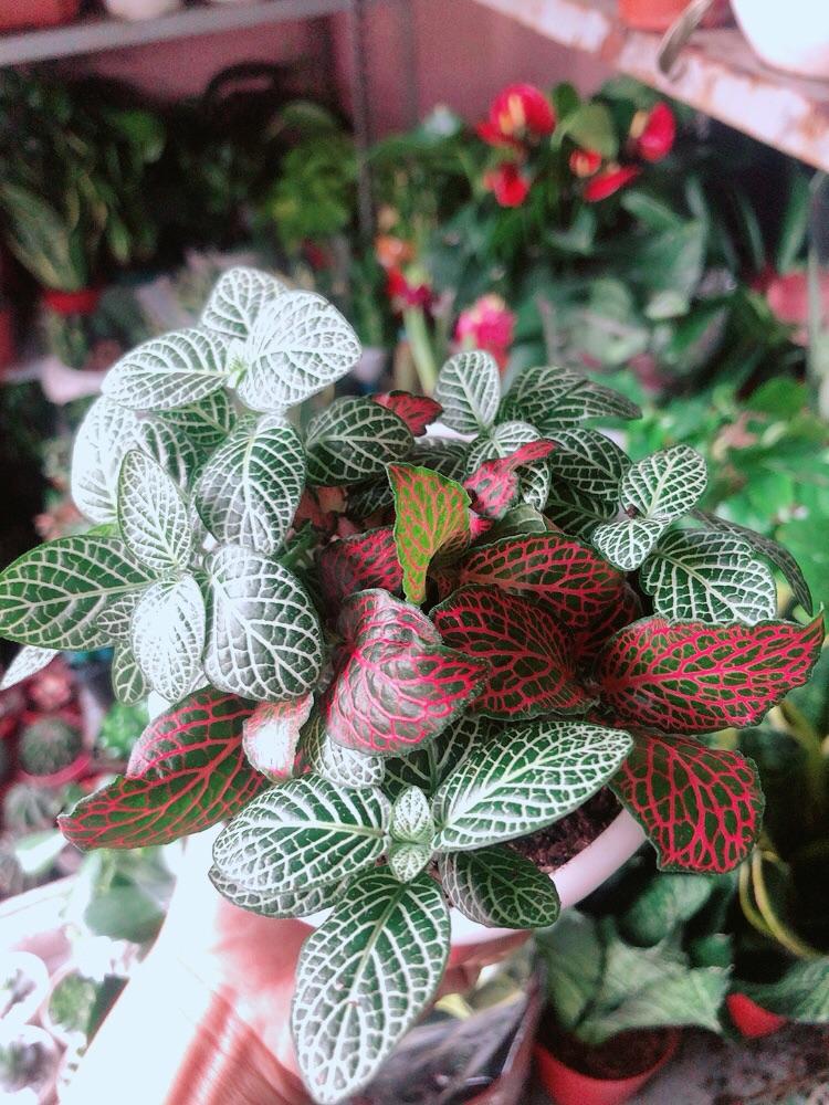 Chậu Cây Cẩm Nhung