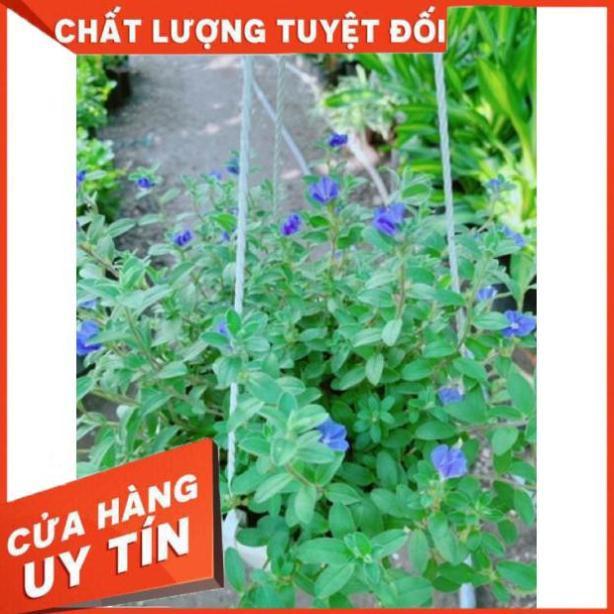 Chậu hoa thanh tú treo chậu to