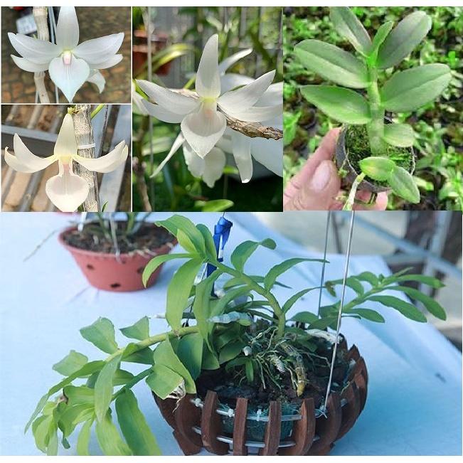 Cốc lan phi điệp đột biến 5 cánh trắng LONG ĐIỀN , hoa cực đẹp, cực hiếm, hàng gieo hạt, cây y hình