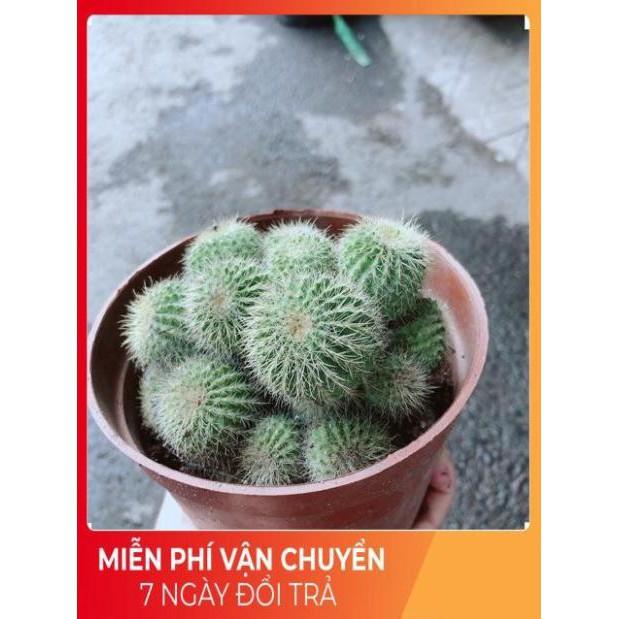 Xương Rồng Bụi Khế