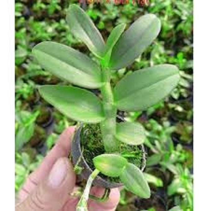 Lan Phi điệp 5 CÁNH TRẮNG THÁI NGUYÊN