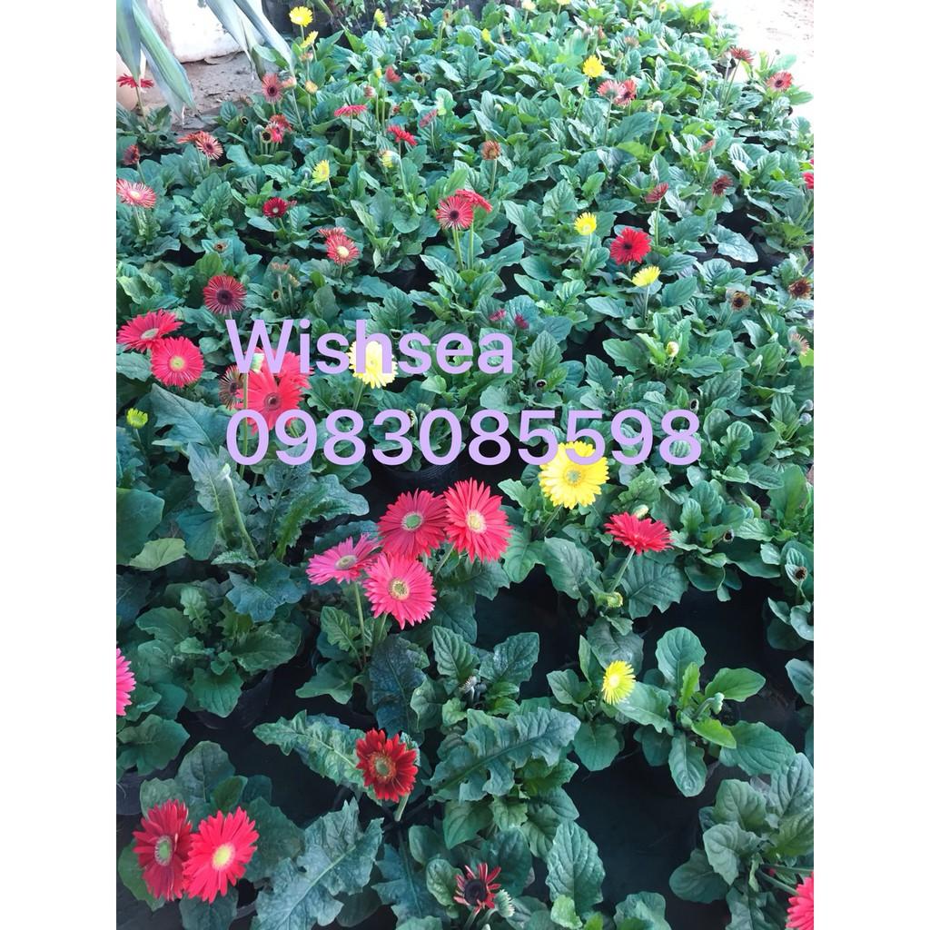 Cây hoa đồng tiền lùn