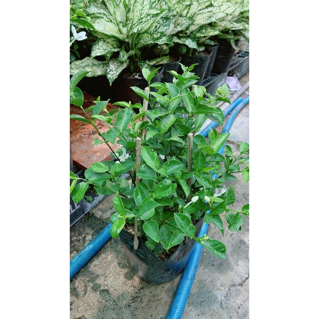 Hoa Chỉ Thiên Hàng Đẹp