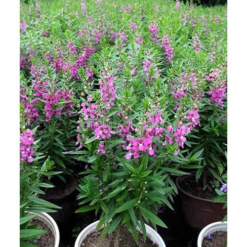 CHẬU HOA VIOLET NHẬT ĐỦ MÀU, HOA QUANH NĂM SIÊU ĐẸP