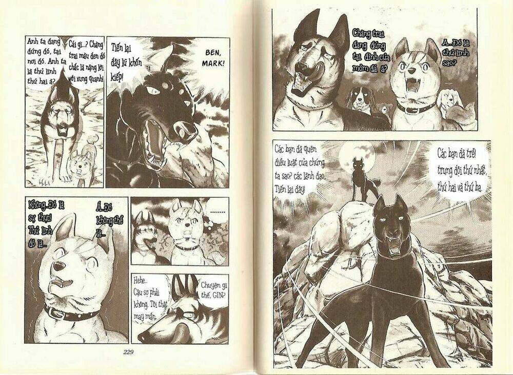 chú chó có nghĩa - ginga nagareboshi gin chapter 11 4