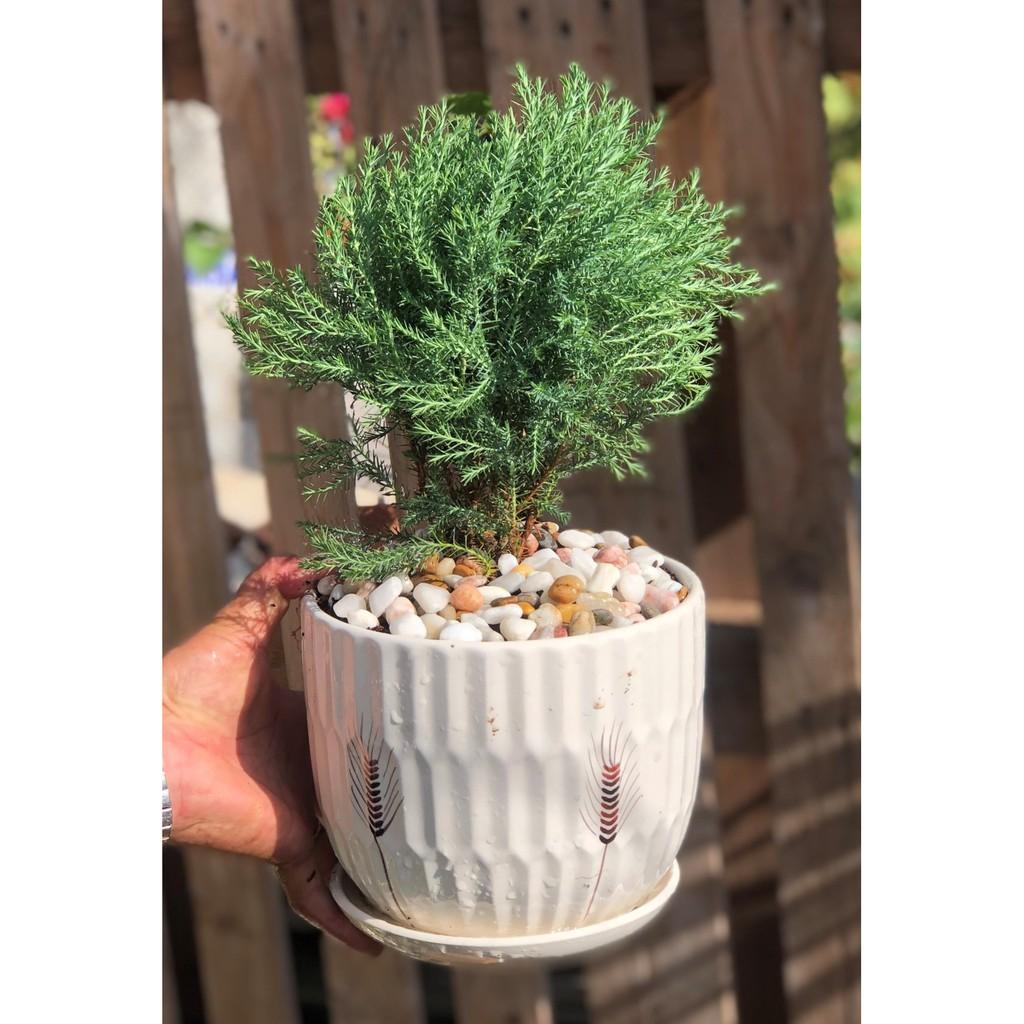 Chậu Sứ Tùng Bồng Lai để bàn