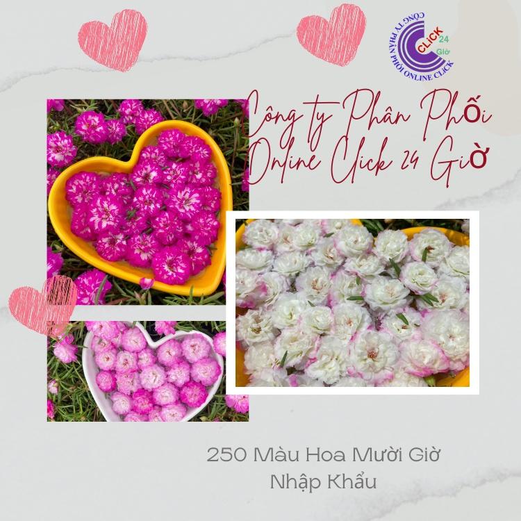 Combo Hoa Mười Giờ Thái Kép Màu Tím Mới Siêu Đẹp Dễ Trồng Hoa Mười Giờ Bonsai & Phụ Kiện