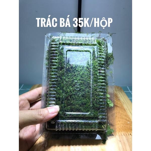 Rêu trác bá trồng terrarium