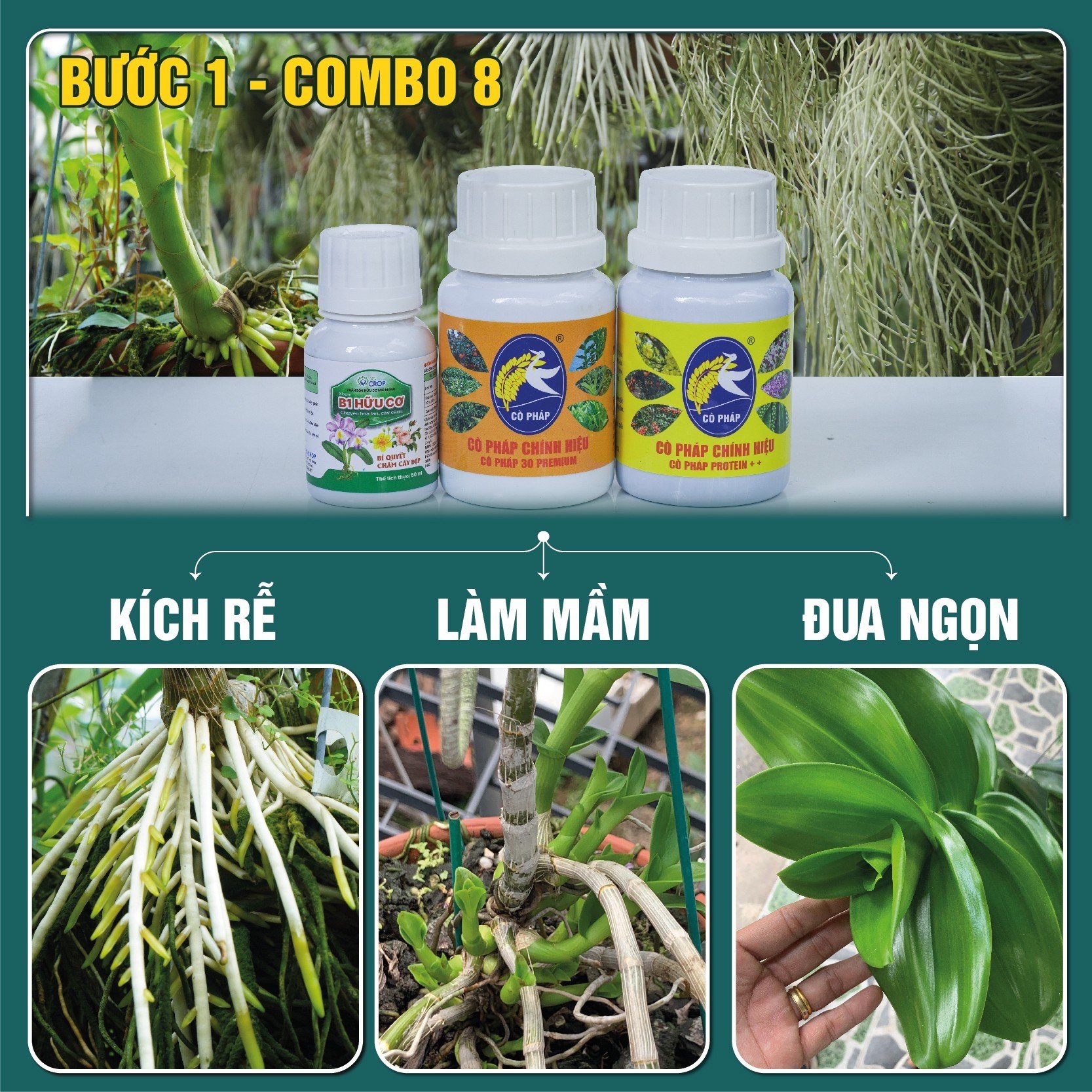 BƯỚC 1 COMBO8 50 - Phân bón kích rễ, mầm, phục hồi cây yếu, phát triển thân lá trên hoa cảnh