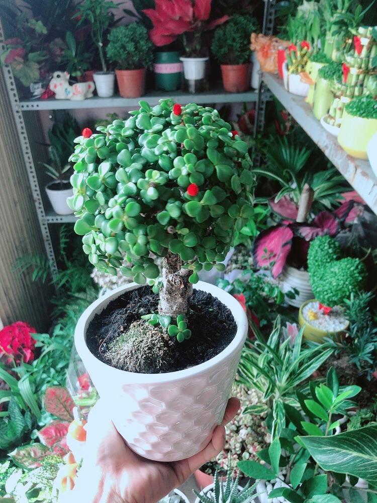 Chậu Cây Cành Vàng Lá Ngọc Thân Cổ Thụ Size Mini Bonsai