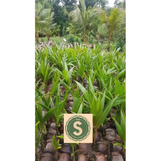 Dừa Sáp Giống - Được Ươm tại vườn Cầu Kè, Trà Vinh