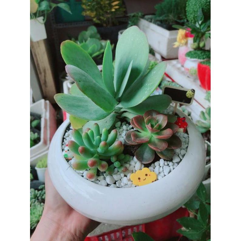 Chậu sen đá mix Bán Chạy