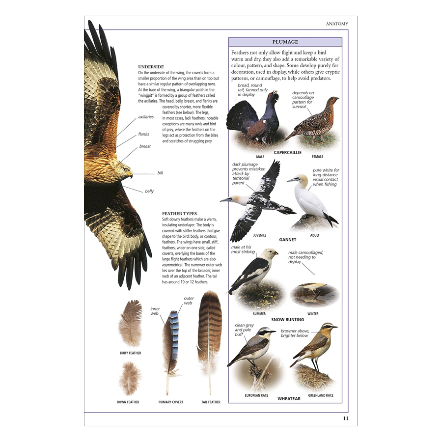 RSPB Birds Of Britain And Europe