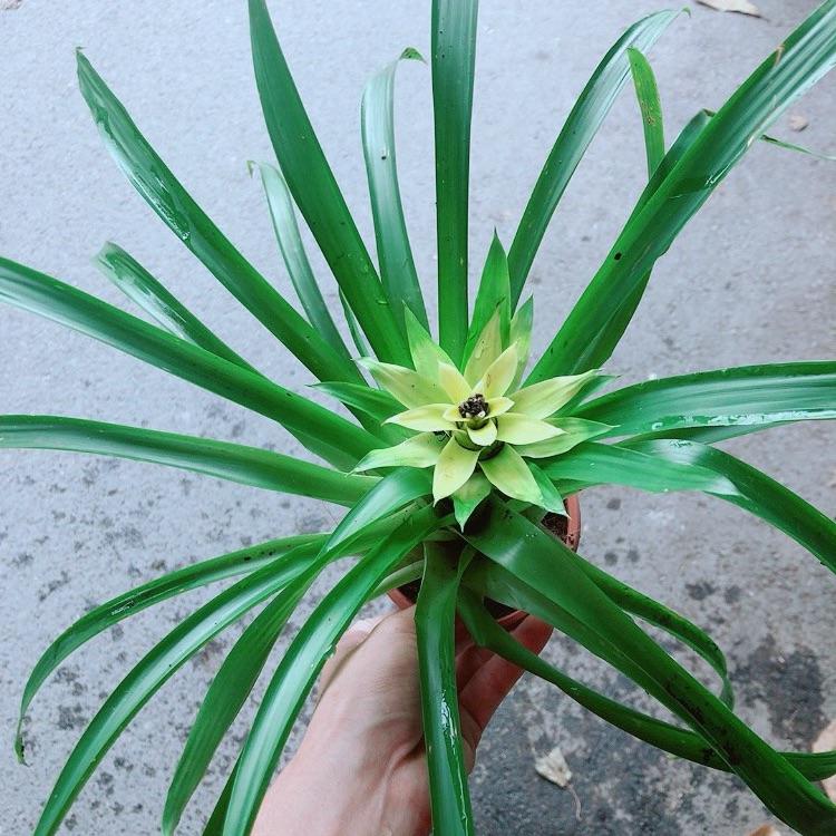Cây Phát Lộc Hoa