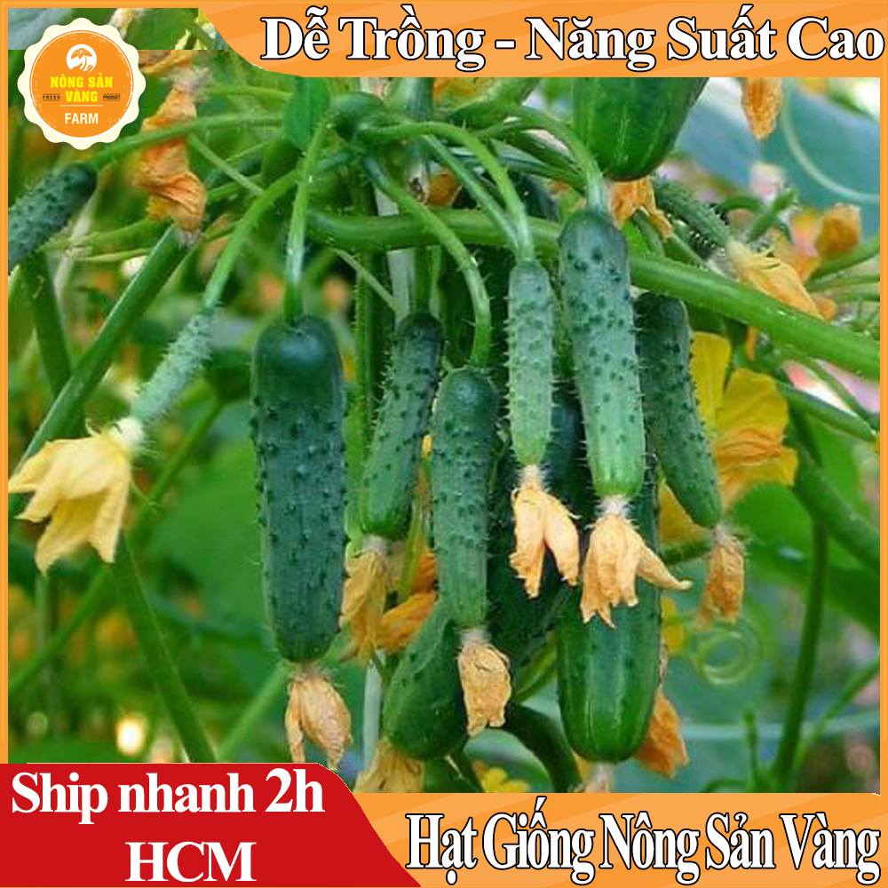 Hạt giống Dưa Chuột Chùm Giống Tự Thụ Phấn, Dễ Trồng, Nhanh Cho Quả (gói 5 Hạt) - Nông Sản Vàng