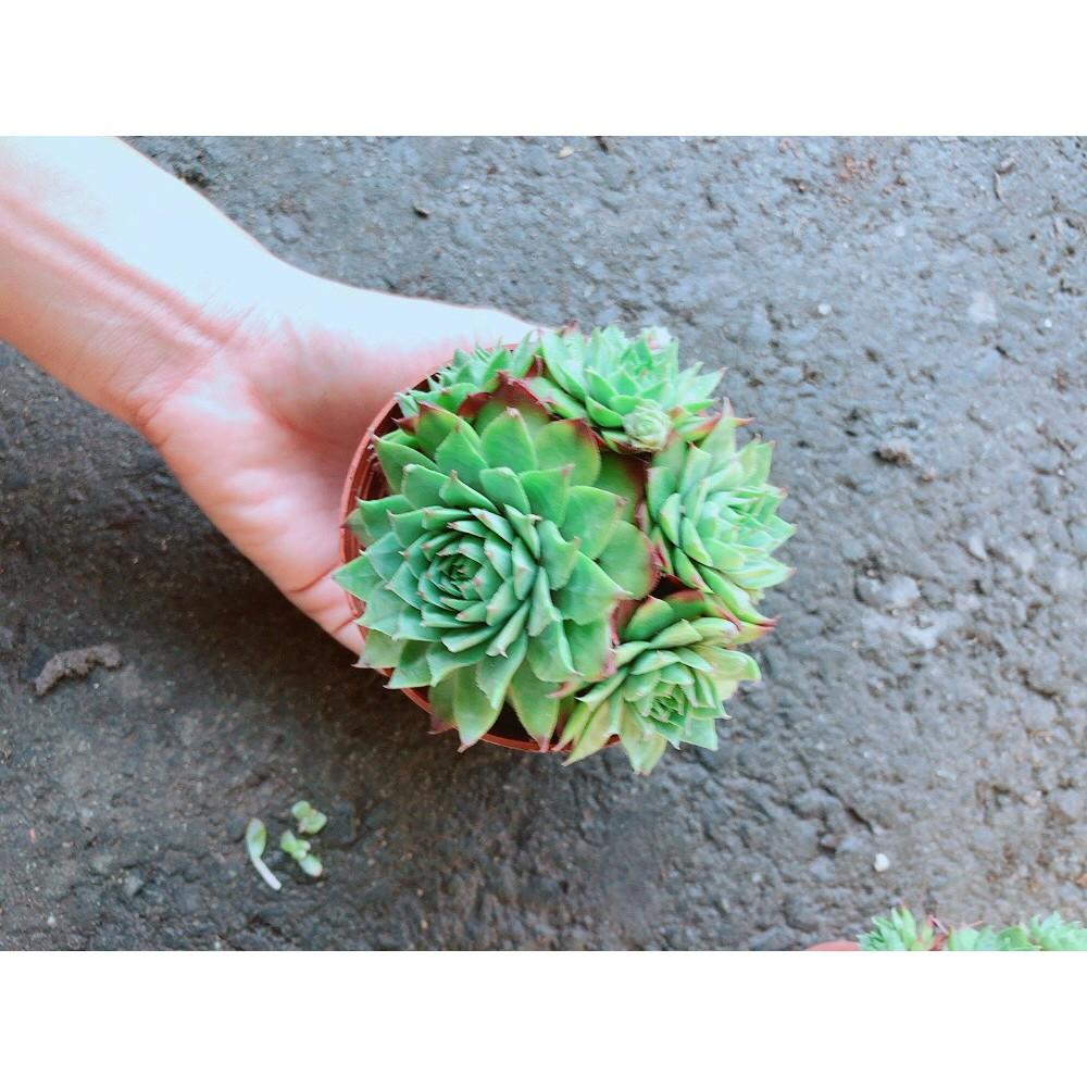 Chậu Phật Bà Xanh