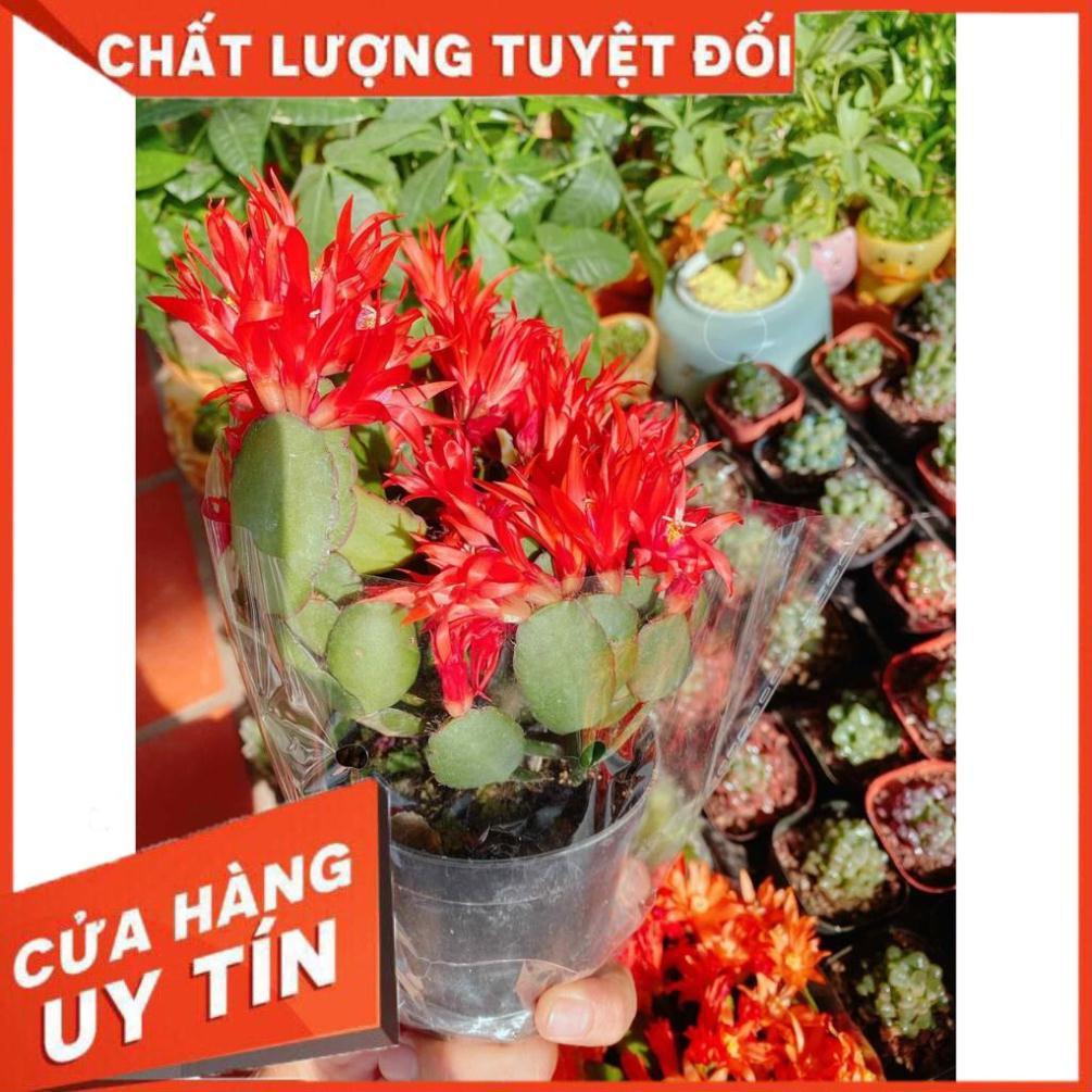 Chậu hoa quỳnh Nhiều Người Mua