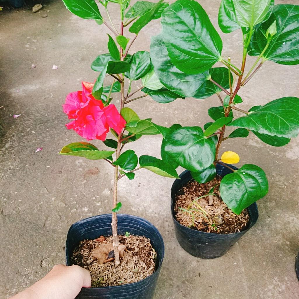 Hoa Dâm Bụt Thái - + tặng phân bón cho cây mau lớn