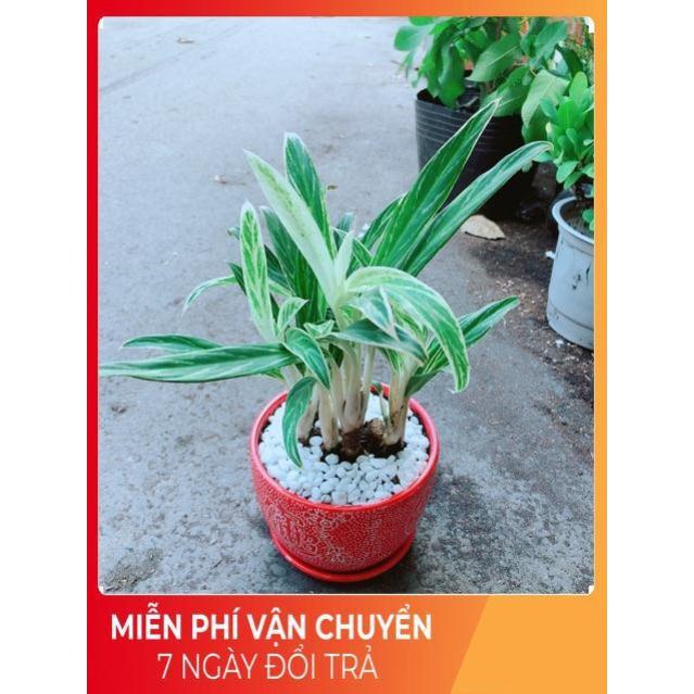 Chậu Cây Giữ Tiền