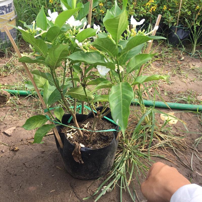 Cây ngọc bút trồng bịch đen cao 25-30 cm đã có hoa và nụ thích hợp trang trí sân vườn