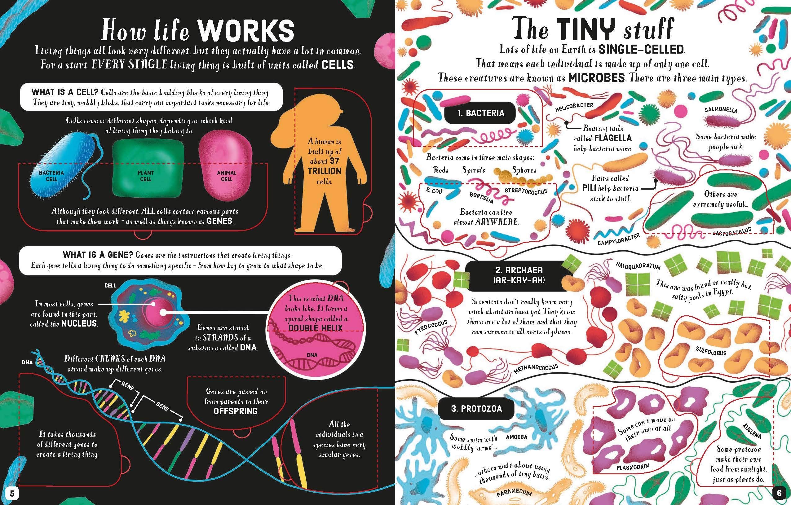 Sách tương tác tiếng Anh: Lift-The-Flap Biology
