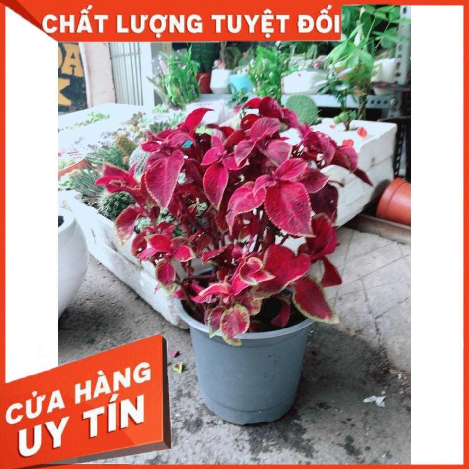 Chậu Cây Lá Gấm Nhiều Người Mua