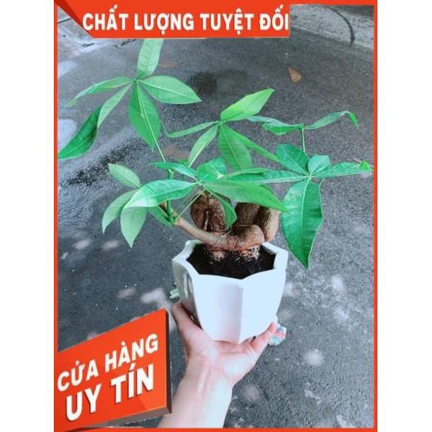 Chậu Kim Ngân Nơ