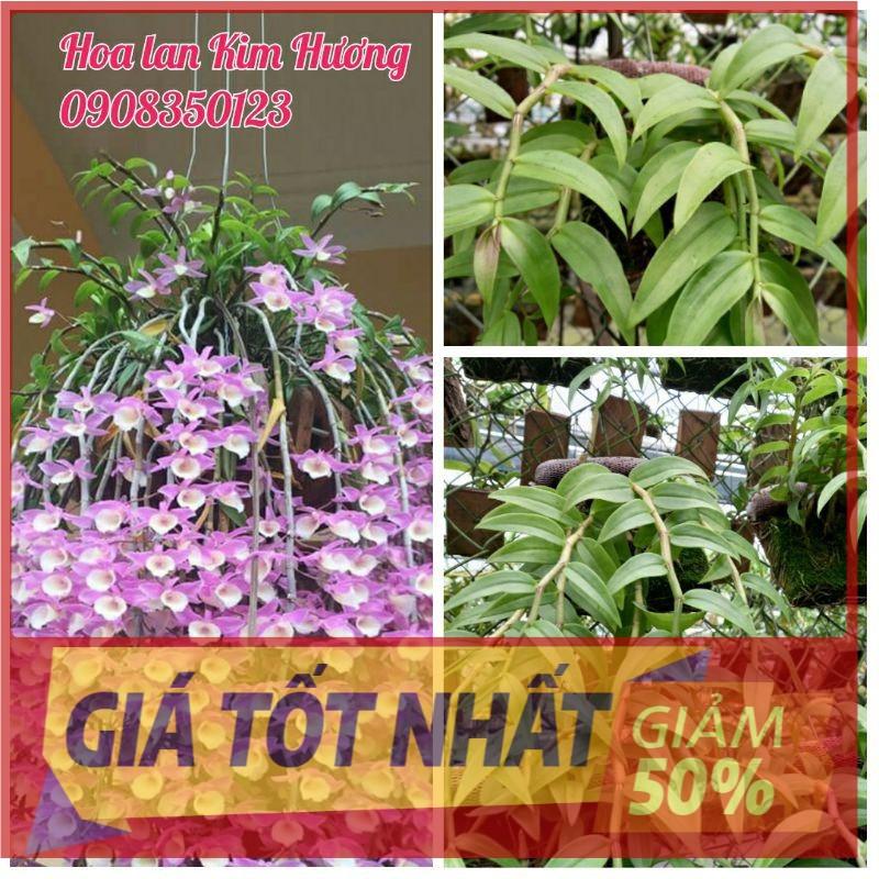 Phong lan hạc vỹ thiên cung lữ bố bảng gỗ