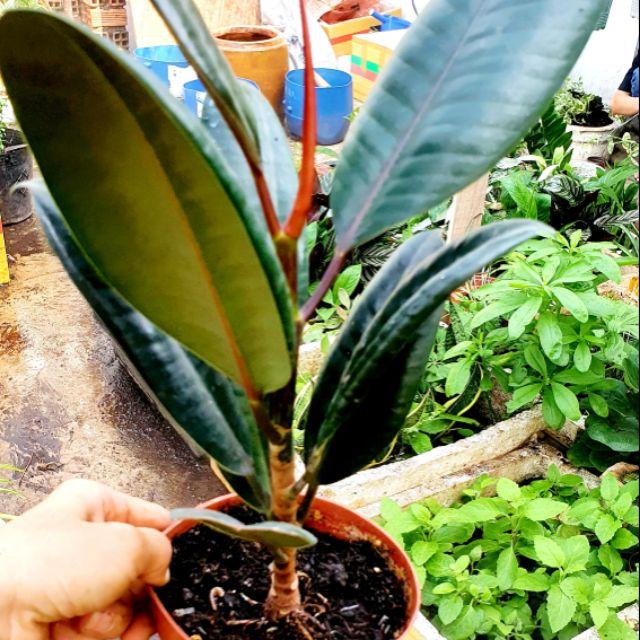 Cây đẹp, Cây đa búp đỏ trồng làm cảnh, lọc không khí