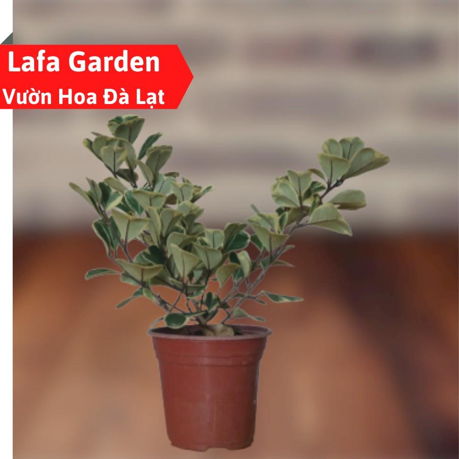 Cây bàng cẩm thạch lá tim, dòng cây cảnh kiểng lá có màu đẹp