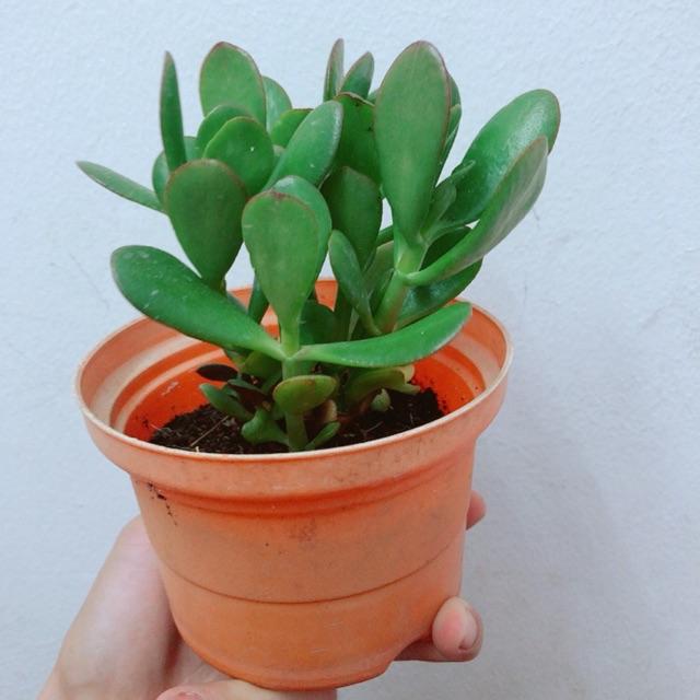 Chậu Ngọc Bích