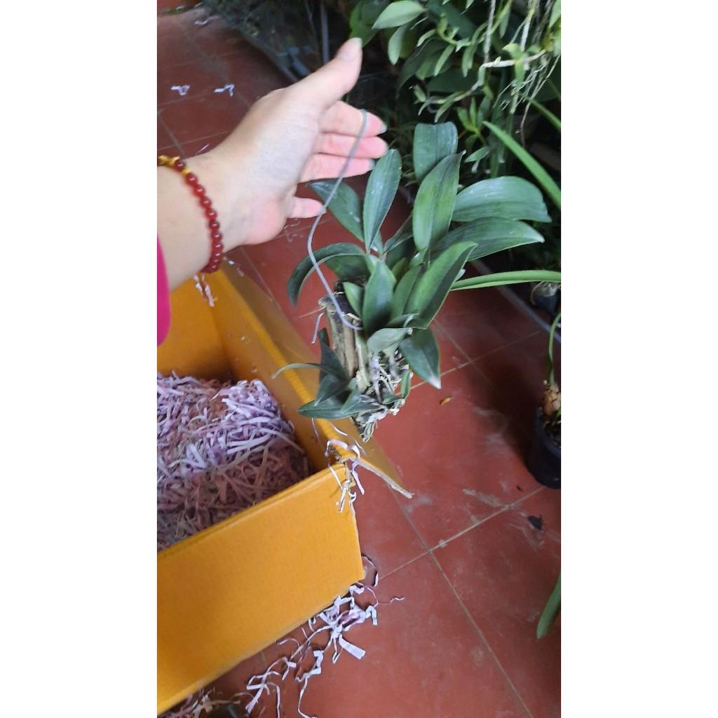 Hoa phong lan kiều vàng