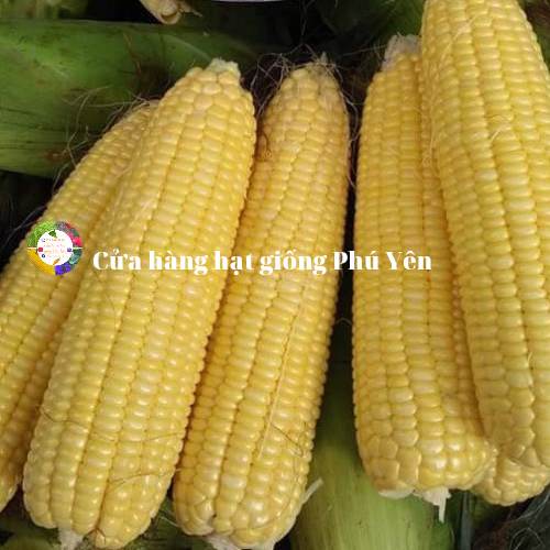 1kg hạt giống bắp ngọt hai mũi tên đỏ golden corn trái to năng suất cao