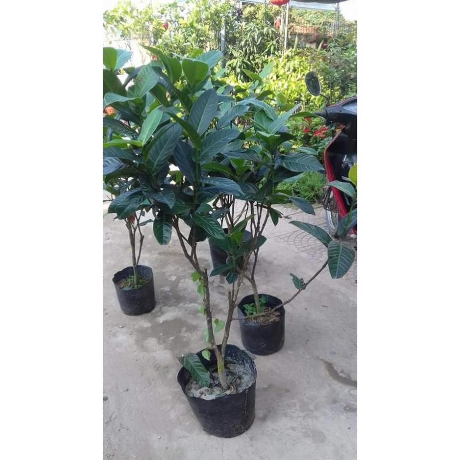 Sản phẩm HOA HẢI ĐƯỜNG SẴN NỤ
