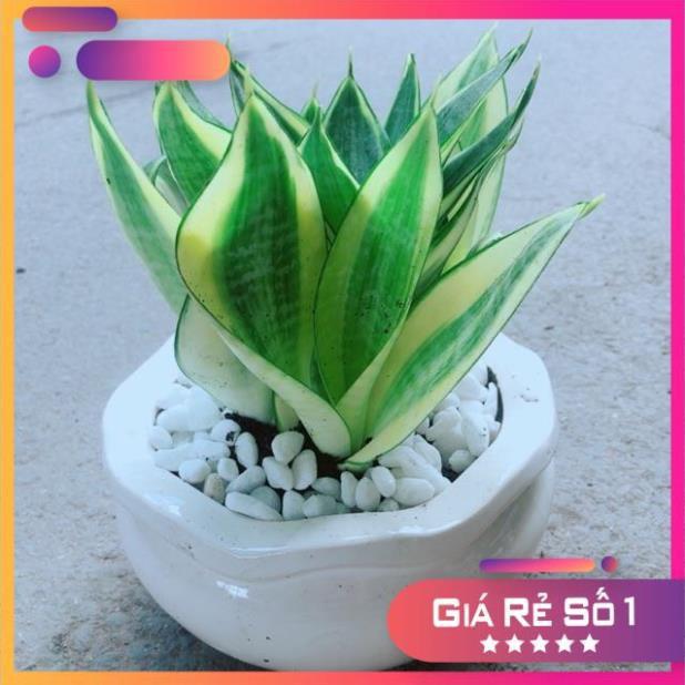 Chậu Lưỡi Hổ Thái
