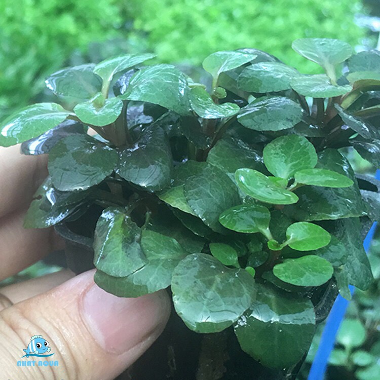 Cây thủy sinh Hồng ba tiêu 10 nhánh