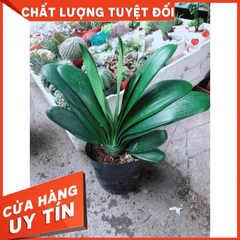 Lan Quân Tử Nhiều Người Mua