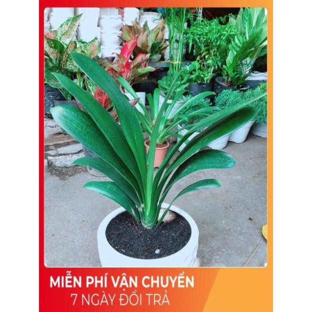 Chậu Lan Quân Tử