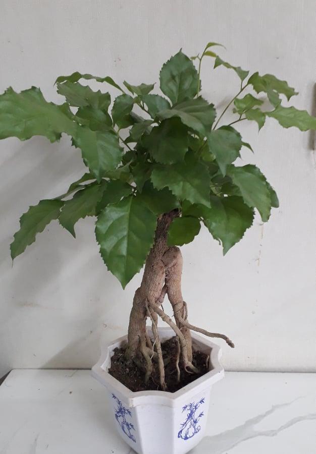 Cây Hạnh Phúc Bon Sai, Cây Hạnh Phúc Để Bàn