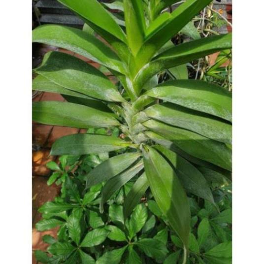 Hoa lan Giáng hương quế nâu+ 700g phân thỏ hữu cơ ki mập khỏe ấm chậu