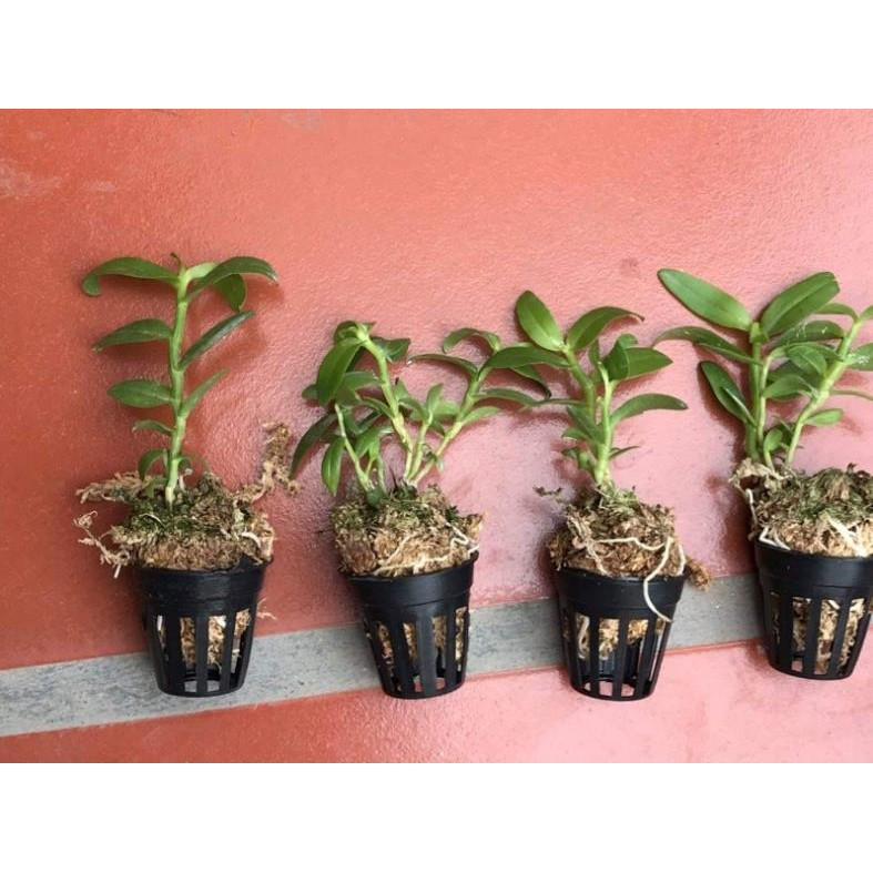 Combo 2 chậu 5ct gieo hạt
