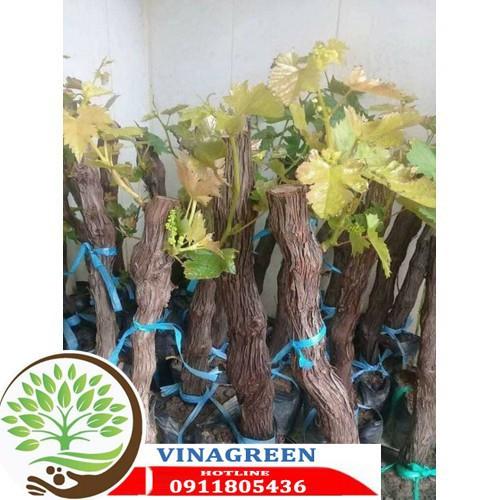 Sản phẩm Cây Ăn Trái cây giống nho ninh thuận