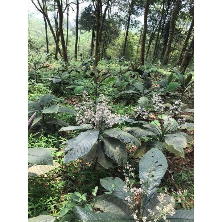 Cây giống cây khôi nhung